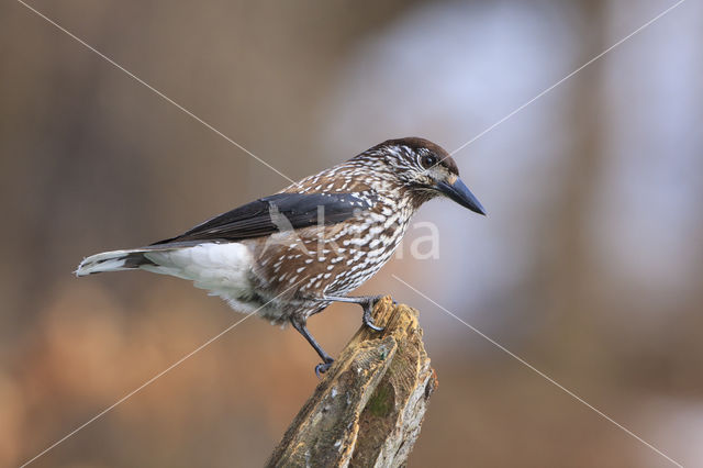 Eurasian Nutcracker (Nucifraga caryocatactes)