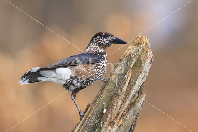 Eurasian Nutcracker (Nucifraga caryocatactes)