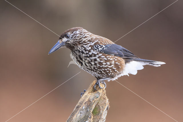 Eurasian Nutcracker (Nucifraga caryocatactes)