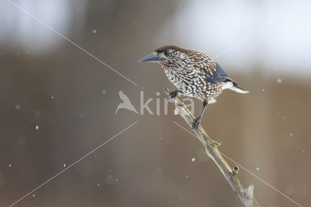 Eurasian Nutcracker (Nucifraga caryocatactes)