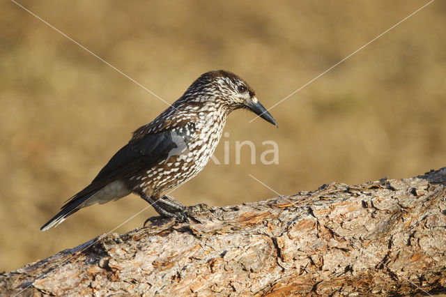 Eurasian Nutcracker (Nucifraga caryocatactes)