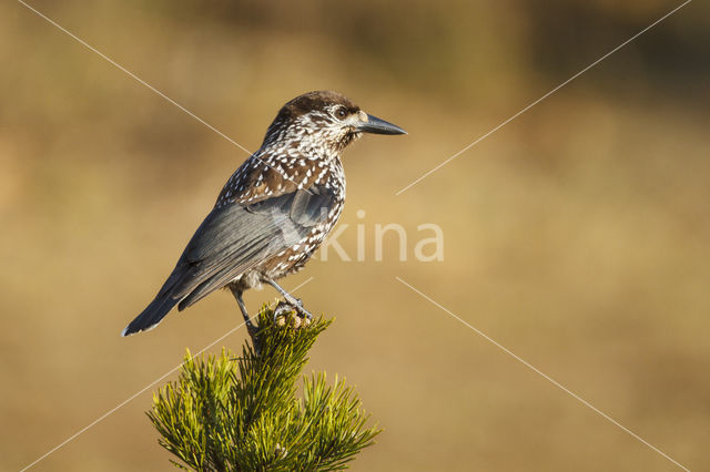 Eurasian Nutcracker (Nucifraga caryocatactes)