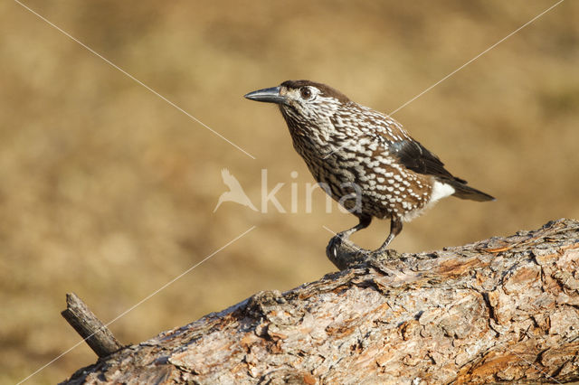 Eurasian Nutcracker (Nucifraga caryocatactes)