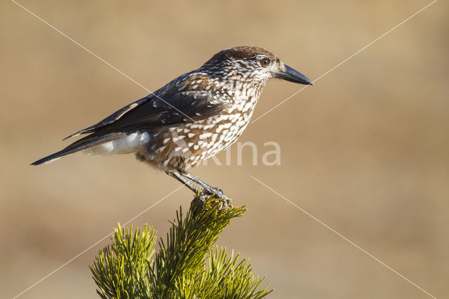 Eurasian Nutcracker (Nucifraga caryocatactes)