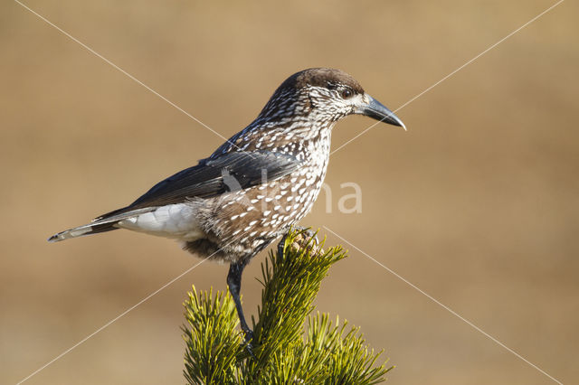 Eurasian Nutcracker (Nucifraga caryocatactes)