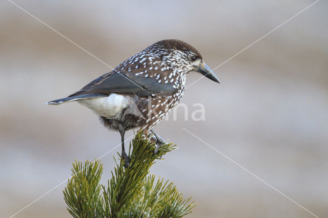 Eurasian Nutcracker (Nucifraga caryocatactes)