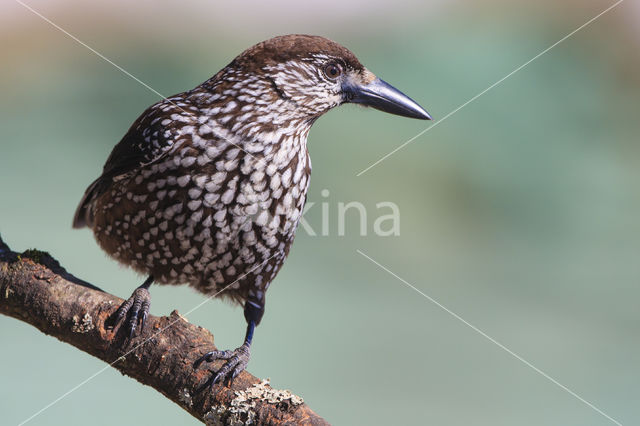 Eurasian Nutcracker (Nucifraga caryocatactes)