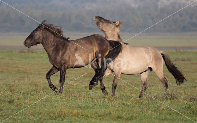 Konik horse (Equus spp)