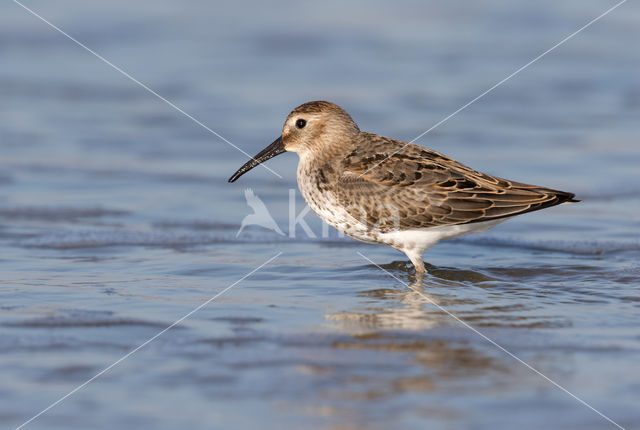 Dunlin (Calidris alpina)