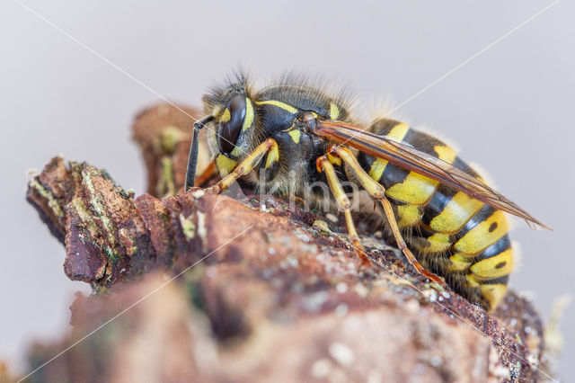 Gewone wesp (Vespula vulgaris)