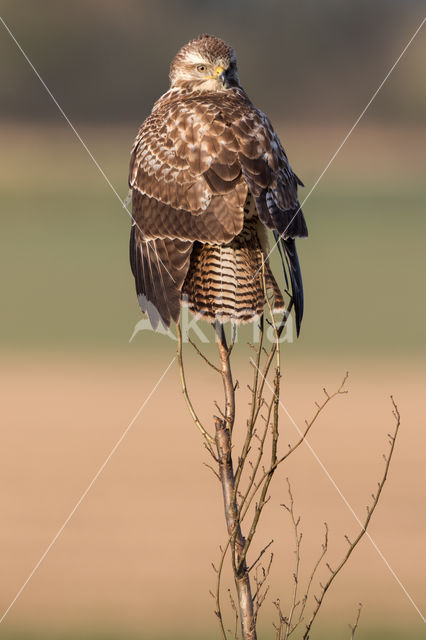 Common Buzzard (Buteo buteo)