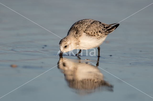 Drieteenstrandloper (Calidris alba)