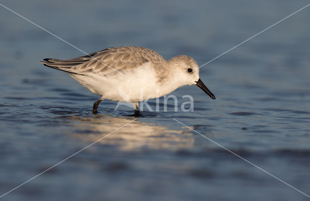 Drieteenstrandloper (Calidris alba)