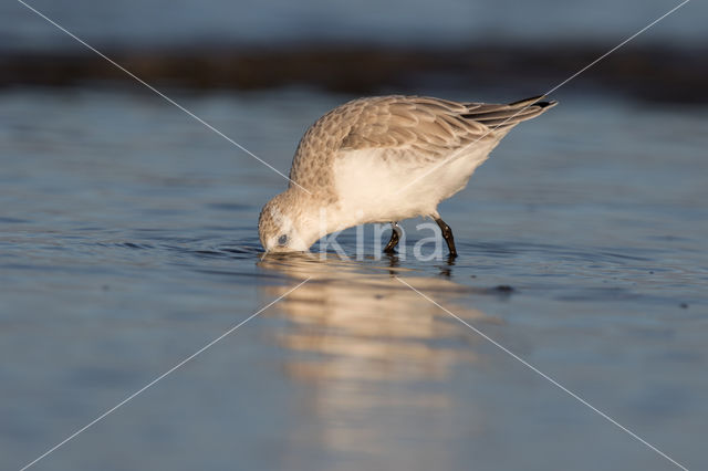 Drieteenstrandloper (Calidris alba)