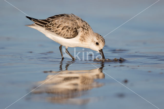 Drieteenstrandloper (Calidris alba)