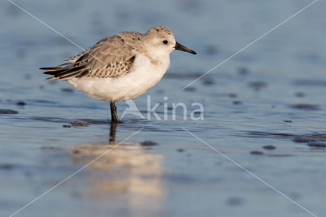 Sanderling (Calidris alba)