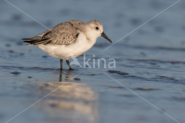 Drieteenstrandloper (Calidris alba)