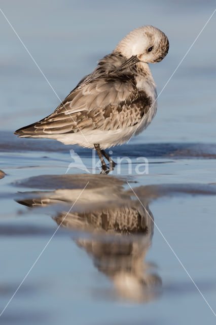 Sanderling (Calidris alba)