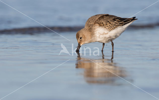 Dunlin (Calidris alpina)