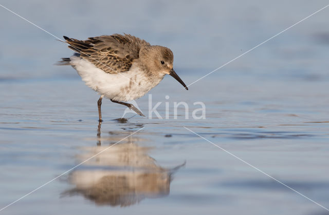 Bonte Strandloper (Calidris alpina)