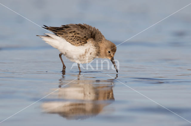 Bonte Strandloper (Calidris alpina)