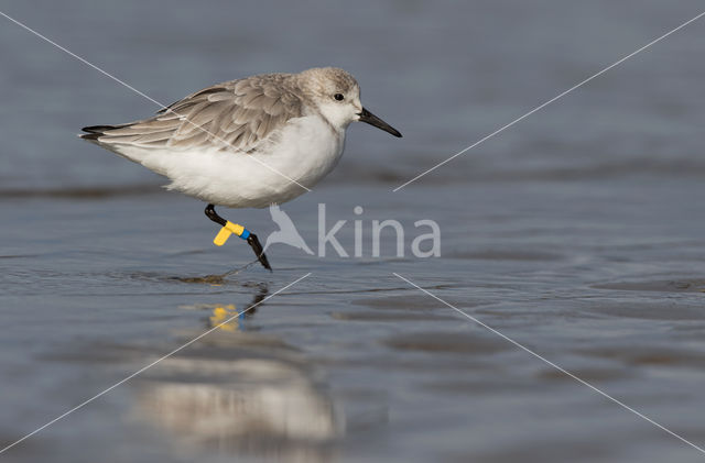 Drieteenstrandloper (Calidris alba)