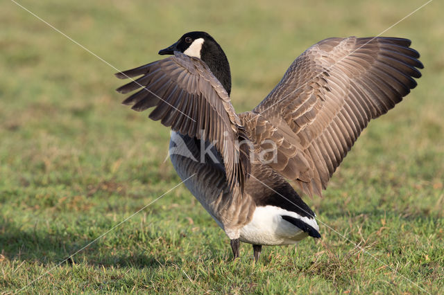 Canada Goose (Branta Canadensis)