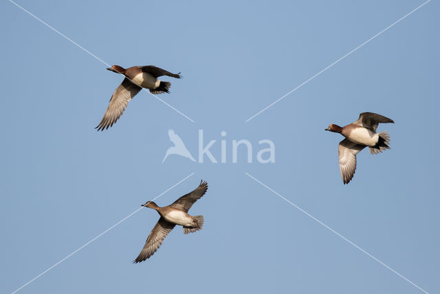 Wigeon (Anas penelope)