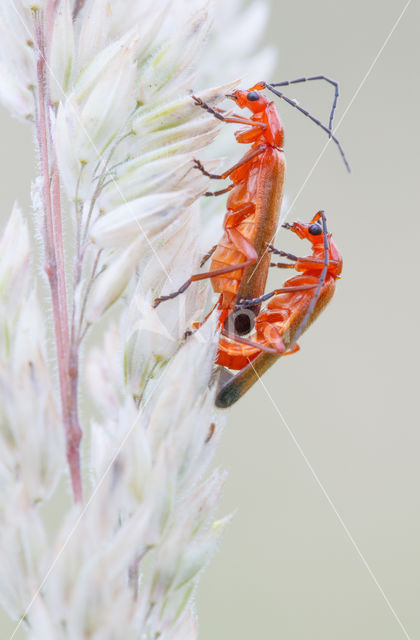 Common Red Soldier Beetle (Rhagonycha fulva)