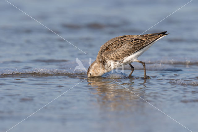 Bonte Strandloper (Calidris alpina)