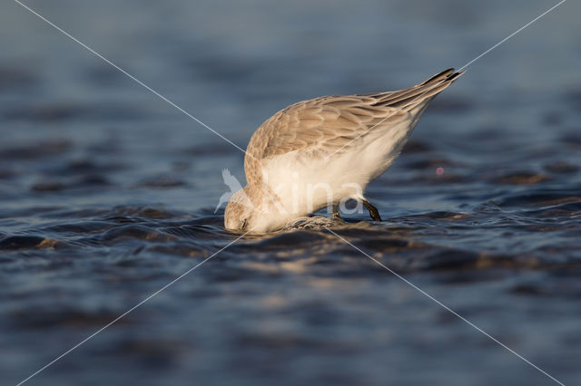 Drieteenstrandloper (Calidris alba)