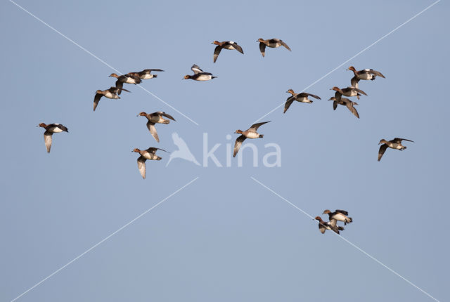 Wigeon (Anas penelope)