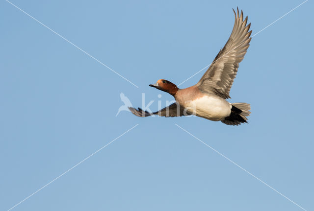 Wigeon (Anas penelope)