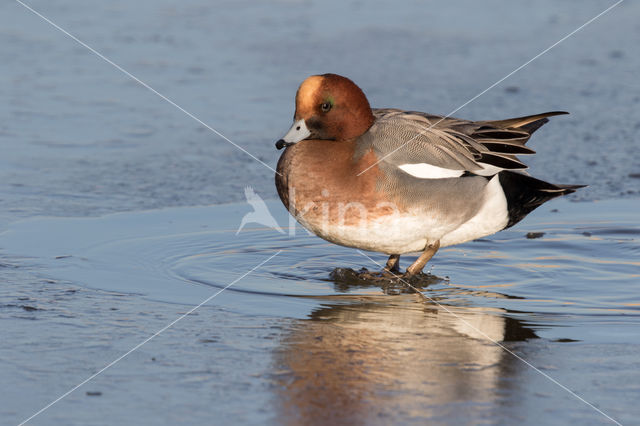 Wigeon (Anas penelope)