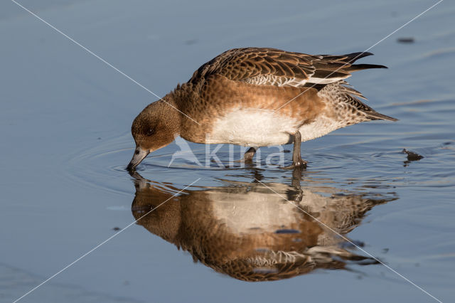 Wigeon (Anas penelope)