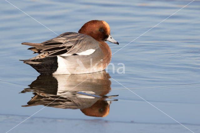 Wigeon (Anas penelope)