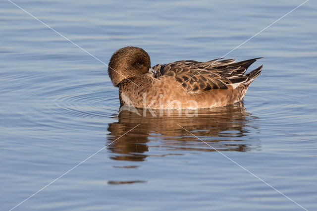 Wigeon (Anas penelope)