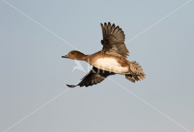 Wigeon (Anas penelope)