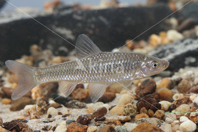 Topmouth gudgeon (Pseudorasbora parva)