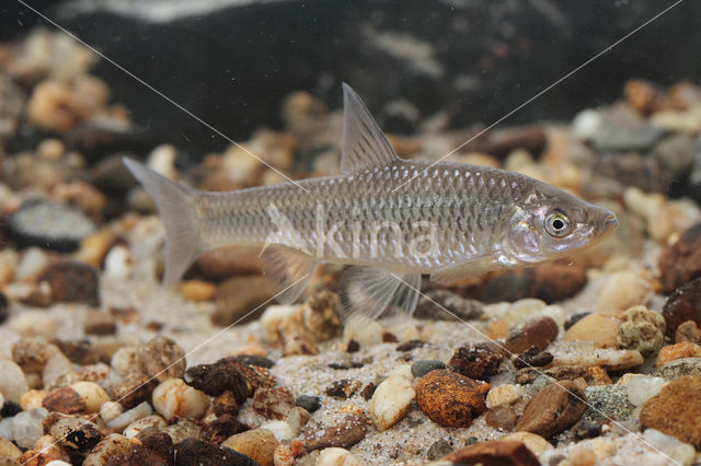 Topmouth gudgeon (Pseudorasbora parva)