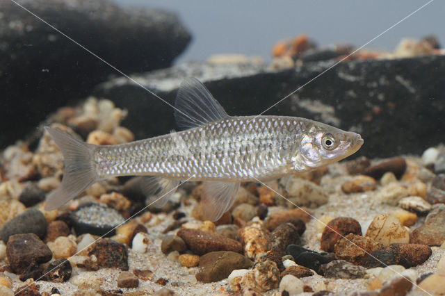 Blauwband (Pseudorasbora parva)