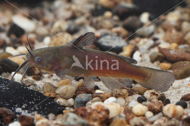 Brown Bullhead (Ameiurus nebulosus)