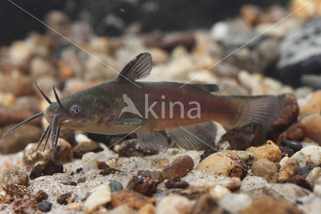 Brown Bullhead (Ameiurus nebulosus)