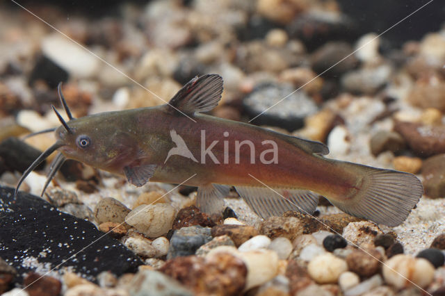 Brown Bullhead (Ameiurus nebulosus)