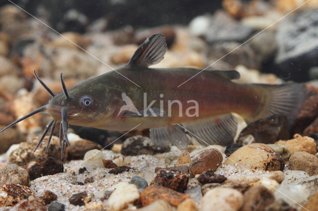 Bruine dwergmeerval (Ameiurus nebulosus)