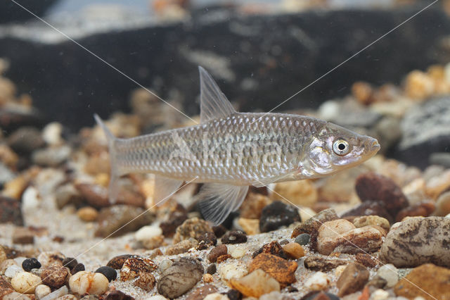 Blauwband (Pseudorasbora parva)