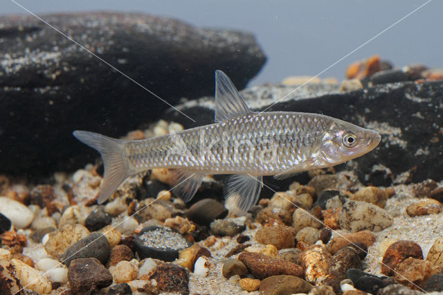 Blauwband (Pseudorasbora parva)
