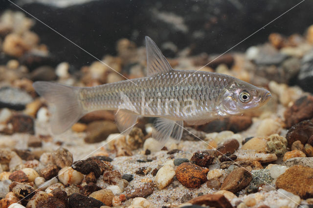 Topmouth gudgeon (Pseudorasbora parva)