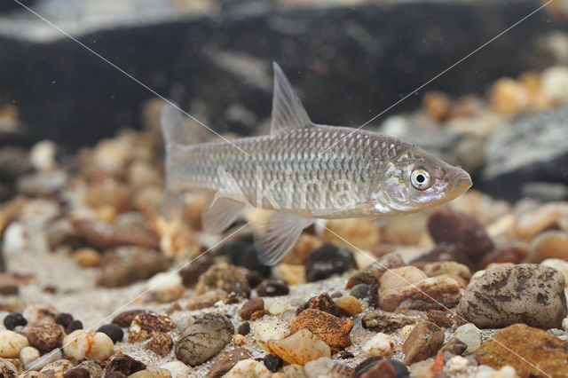 Blauwband (Pseudorasbora parva)