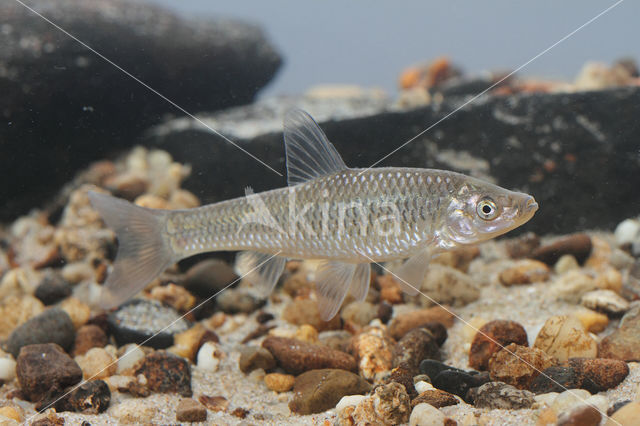 Blauwband (Pseudorasbora parva)